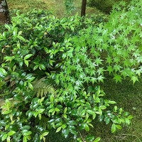 画像241