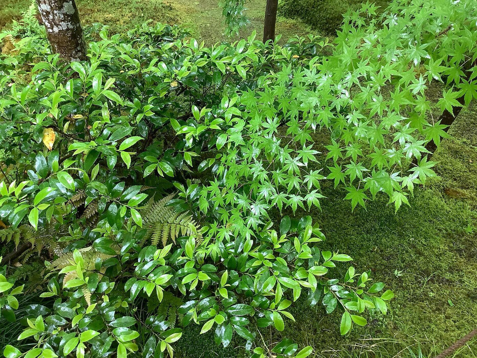 画像241